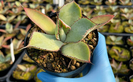 サンセベリア ボンセレンシスドワーフ ＆ アガベ グアダラハラナ 各1株 sansevieria boncellensis dwarf ＆ Agave guadalajarana 長与町/アグリューム[EAI237] 