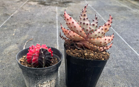 ギムノカリキウム ミハノビッチ ＆ アロエ マルロシー 各1株 Gymnocalycium mihanovichii＆ Aloe marlothii 長与町/アグリューム[EAI241] 
