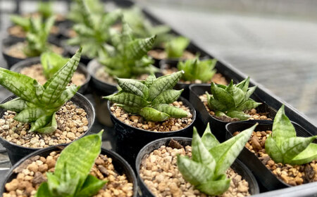 サンセベリア ボンセレンシスドワーフ ＆ アデニウム アラビカム 各1株 sansevieria boncellensis dwarf ＆ Adenium arabicum 長与町/アグリューム[EAI244] 
