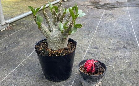 ギムノカリキウム ミハノビッチ ＆ アデニウム アラビカム 各1株 Gymnocalycium mihanovichii ＆ Adenium arabicum 長与町/アグリューム[EAI245] 