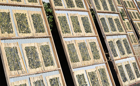 【さいぶのひじき】磯の香り豊かな高級食材！『鴨川産 天然 はばのり』５枚《数量限定》　[0020-0093]