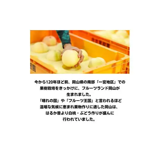 白桃 3玉 約800g 岡山県産 【先行予約 2026年7月上旬から順次発送】