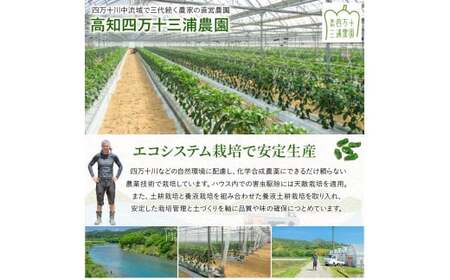 【予約受付】【期間限定】 ピーマン・トロなすセット 2kg（各1kg） 栽培期間中農薬・化学肥料不使用 ／Fms-17 農産物 新鮮 肉厚ピーマン 焼きナス 野菜 大量 農薬不使用 化学肥料不使用