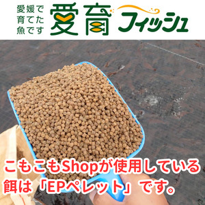 体験 餌やり 漁場 見学 チケット 1時間30分 コース  魚類養殖現場 AI 餌やり 体験 ＆ 漁場 見学 こもこもShop L020-186009