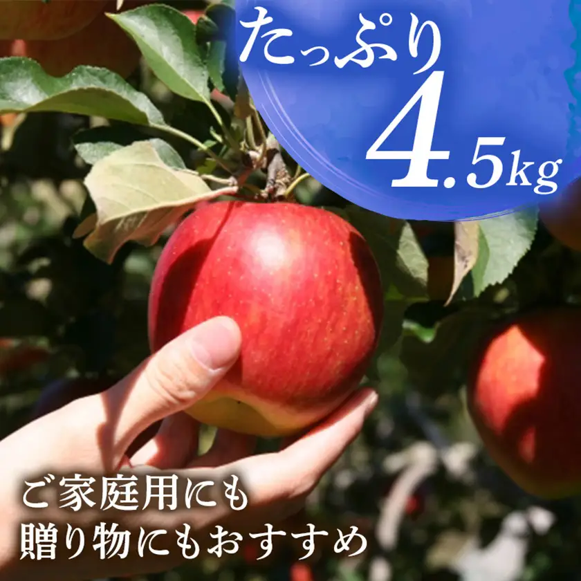 シナノスイート 4.5kg(秀14～16玉)【1615467】