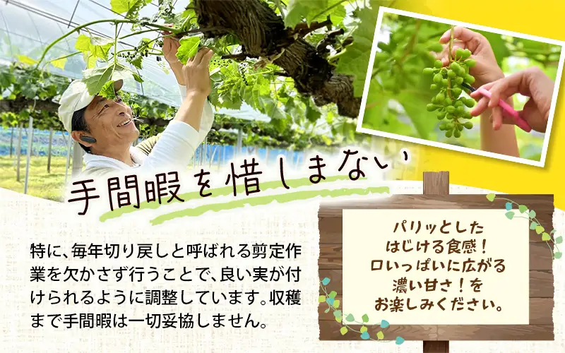 シャインマスカット 3-5房/計2kg～ (岡山県産) きよとう果樹園こだわりのシャイン！【KF-B016-03】