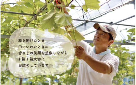 シャインマスカット 岡山県産 シャインマスカットとニューピオーネのセット3-5房計2.0kg～ 【KF-B070-03】