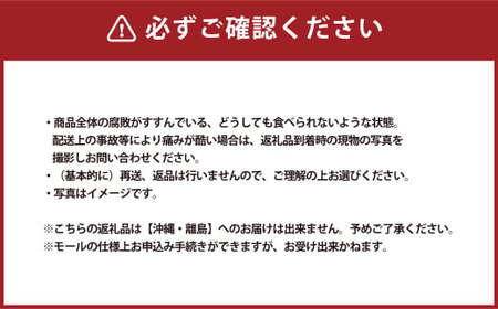 ご家庭用 岡山白桃 晩生 4～5玉  計1.2kg 【2026年8月下旬発送予定】 白桃 桃 もも モモ