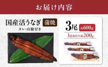 【 蒲焼き 】国産活うなぎ3尾[AQDF008] 蒲焼き