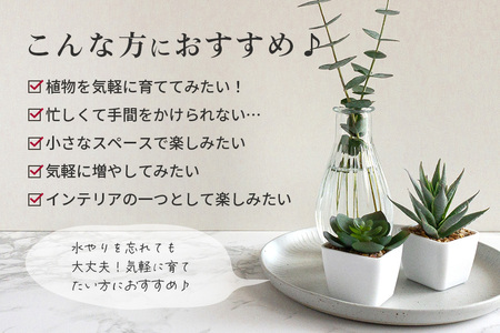 可愛い多肉植物寄せ植え体験鉢