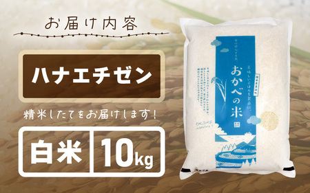 【先行予約】令和8年産 愛情たっぷり健やかに育った ツヤツヤ ハナエチゼン（白米）10kg【2026年9月上旬以降順次発送予定】 [m29-b002]