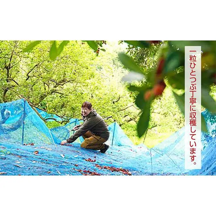 なつかしの果実たっぷり「熊野やまももシロップ」3本セット