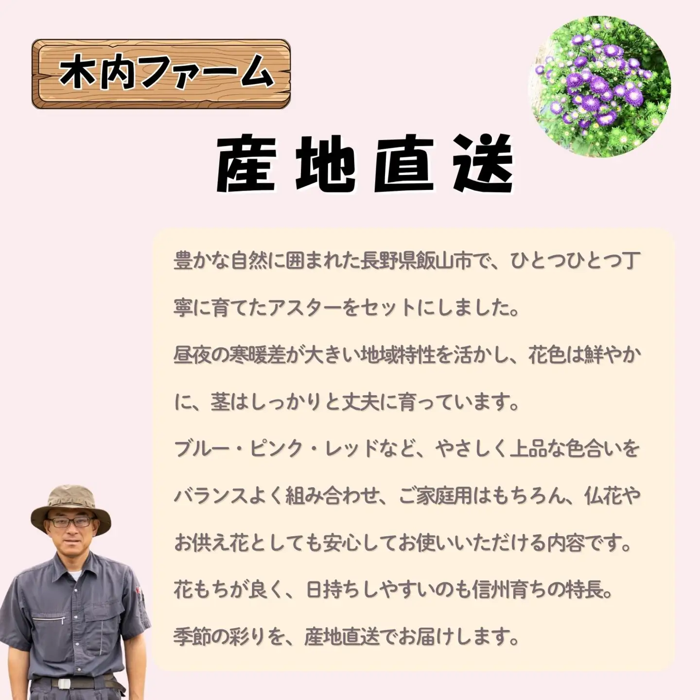  【期間限定】奥信濃飯山～木内ファームの盆花アスター21本セット～【2026年8月上旬より出荷】（Ca-004）