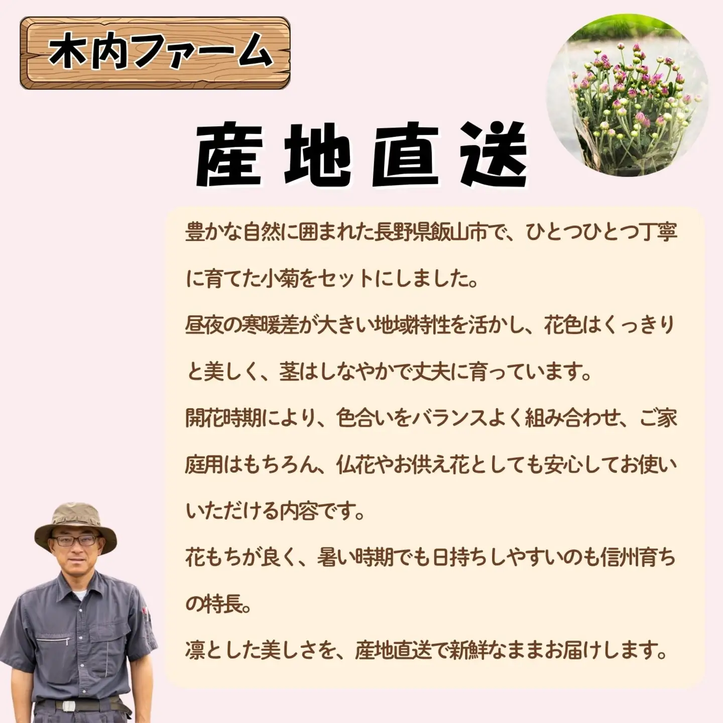 【期間限定】奥信濃飯山 ～木内ファームの切花小菊24本セット～【2026年7月下旬より出荷】（Ca-003）