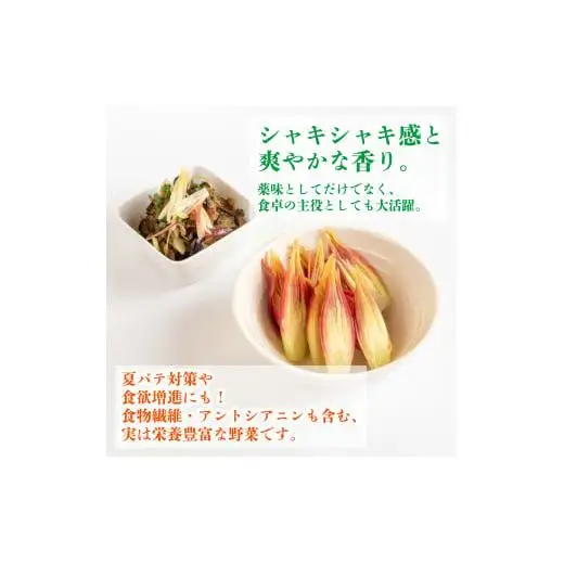 【 みょうが 】 1kg  かつおのたたき に 合う すさきのみょうが