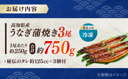 高知産 うなぎ 蒲焼き 3尾入（約250g×3尾） / 国産 うなぎ 鰻 ウナギ 蒲焼 味付き 【池澤本店】[ATAU007]