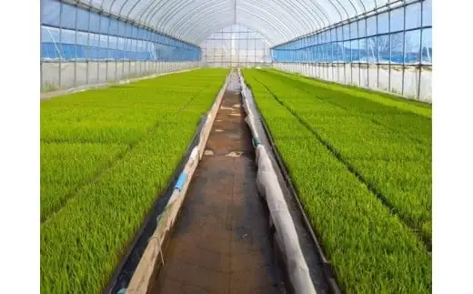 【6か月定期便】特別栽培米　ミルキークイーン　5kg　６回　合計　30kg　令和7年産　雪蔵銀ぴか米（令和7年10月14日以降発送）会津　喜多方g 　【07208-0687】