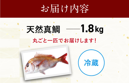 天然ブランド真鯛「10ノット真鯛」（ラウンド1.8kg前後1尾）【V002790】