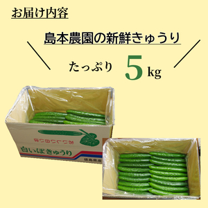 きゅうり 秀品 5kg以上（54本）新鮮 朝採れ きゅうり 小松島市 野菜 夏野菜 産地直送 5kg 酢の物 胡瓜 キュウリ 送料無料