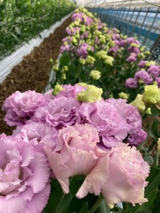 タカセ花園 ヒロト厳選！季節の切り花セット[a0784]タカセ花園 返礼品 添田町 ふるさと納税