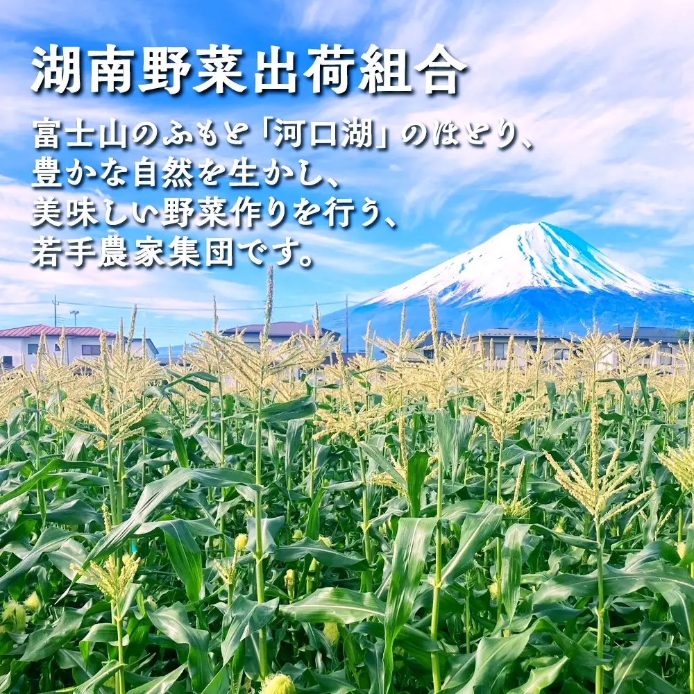【2026年先行予約】とうもろこし イエロー ＆ ホワイト 2種 食べ比べ 恵味ゴールド 白い恵味 400g以上 各6本 計12本 野菜 おやつ 旬 産地直送 送料無料 湖南野菜出荷組合 山梨県 富士河口湖町