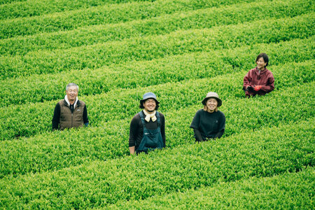 【栽培期間中農薬・化学肥料不使用】お茶 五木茶50g 8種セット [松井製茶 熊本県 五木村 51120216]