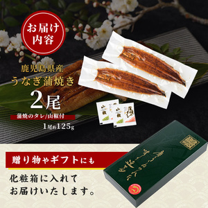 鹿児島県産 うなぎ蒲焼 じっくり焼き約125g×2尾 化粧箱 入り 大新 IB021-011 うなぎ うなぎ