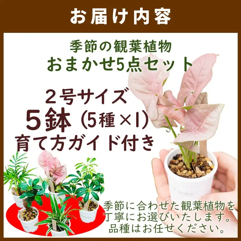季節の植物 2号鉢 5点セット【発送可能時期：4月上旬～7月末、9月上旬～11月末】観葉植物