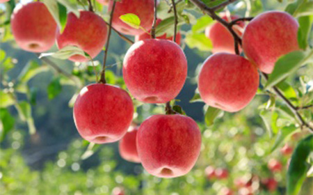 ≪数量限定 期間限定≫ 《先行予約 2026年度発送》 とれたて旬果巡り4種セットA 白桃と和梨 ピオーネ サンふじりんご 定期便【全3回】 FSY-2541