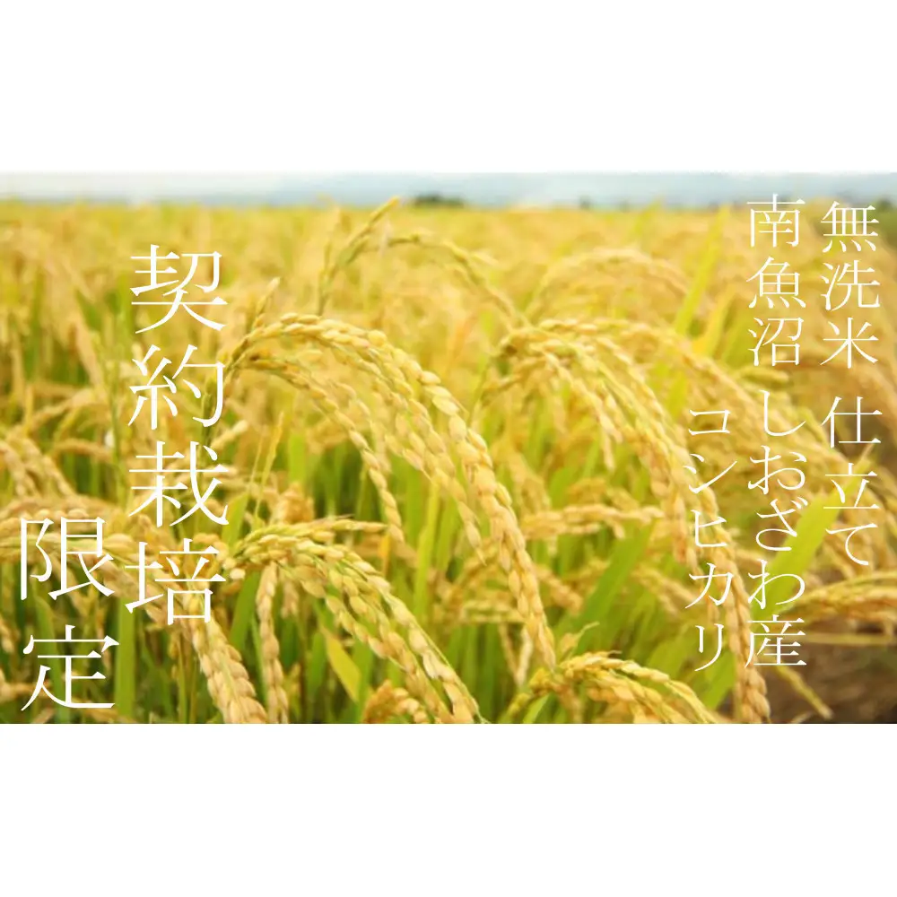 【令和7年産 無洗米5Kg】南魚沼しおざわ産コシヒカリ
