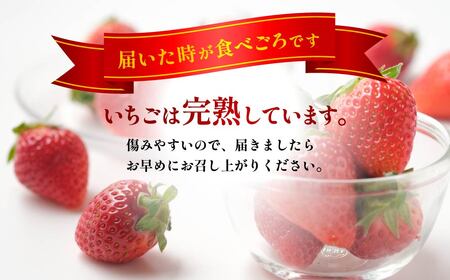 【2027年 先行予約】＜定期便1月～4月＞やよいひめ 280g × 4パック 1120g 計4回