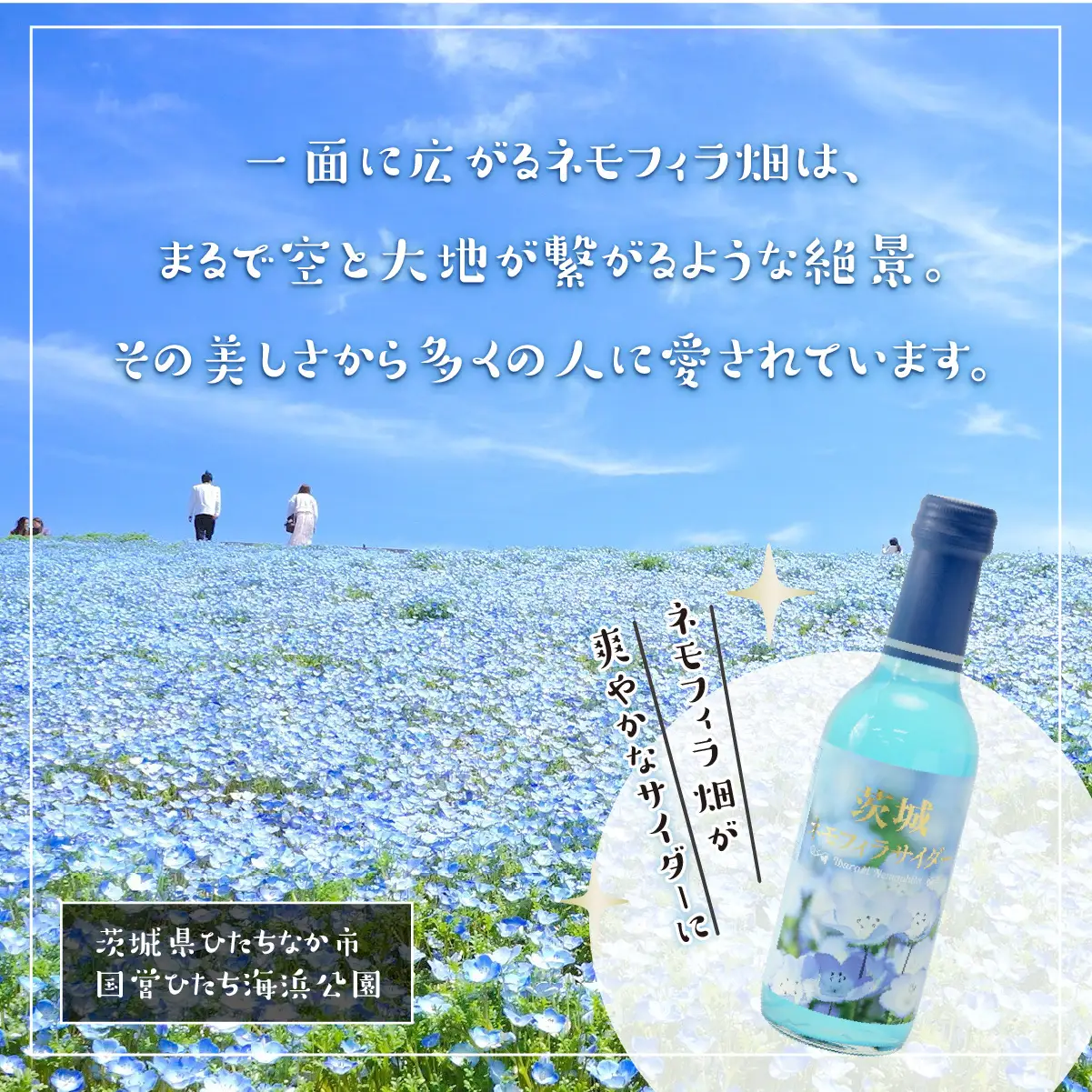 茨城ネモフィラサイダー　240ml×20本【1630240】