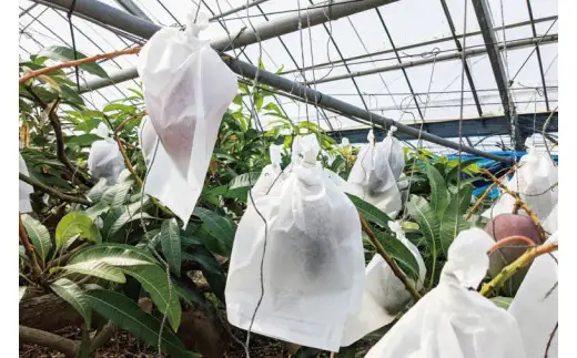 沖縄県豊見城市産アップルマンゴー 約2kg 