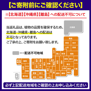 No.1253 ＜数量限定＞オリーブの苗(1本)鹿児島県産 苗 観葉植物 オリーブ 国産 シンボルツリー 庭木 内祝い ギフト 贈答 プレゼント 観賞 苗木 オリーブの木【鹿児島オリーブ】
