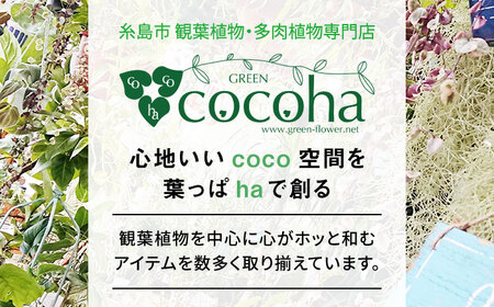 マイナスイオン発生 サンセベリア・ローレンチー大 スリムポットL 糸島市 / cocoha 観葉植物 グリーン 緑 インテリア [AWB040]