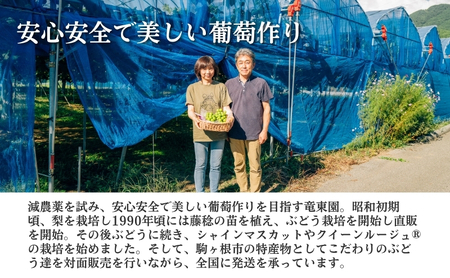 2026年産 ぶどう ナガノパープル 約600g（1房）果物 フルーツ デザート 信州 長野 駒ケ根市