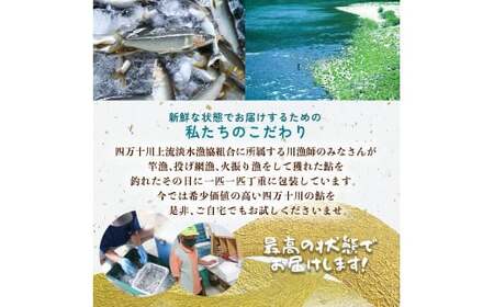【生鮎解禁】四万十川上流の天然釣り鮎 1kg（冷蔵5～18尾）着日指定不可 あゆ アユ 塩焼き 鮎  Esj-32k