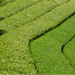 世界農業遺産に認められた茶葉を味わう最高級ボトリングティー | Apoptosis N【配送不可地域：離島・北海道・沖縄県・四国・九州】【1619137】