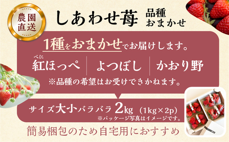 【2027年1月より発送開始】 自宅用 品種おまかせ いちご2kg (1kg × 2セット) [しあわせ苺] サイズ混在 訳あり 訳アリ 農園直送 フルーツ 果物 イチゴ 子ども 大人 人気 小分け 簡易梱包 産地直送 紅ほっぺ よつぼし かおり野 先行予約 岐阜 期間限定 [ mt1799 ] family農園watanabe