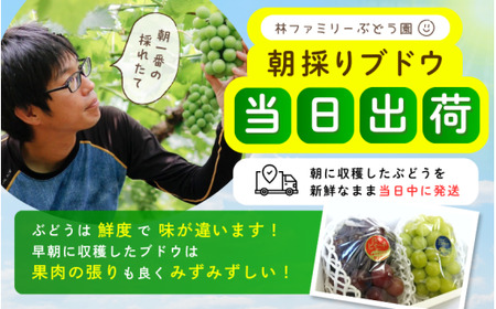訳あり シャインマスカット 岡山県産ぶどう訳ありシャインマスカット約1.2kg（約2～3房） 【hfbd021-02】
