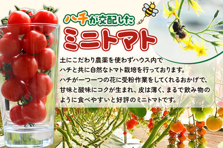 《先行受付》8月上旬～9月下旬発送 ミニトマト 2kg 秋田県 由利本荘市