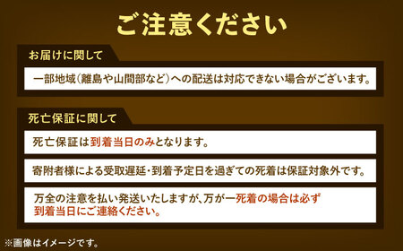 【先行予約】ヘラクレスオオカブト 成虫ペア 飼育セット【配達不可：北海道・沖縄・離島】[AEDD001]