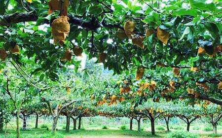 豊水梨 5kg  【2026年8月下旬～9月上旬迄発送予定】 ／ 梨 なし 和梨 果物 果実 フルーツ 国産 九州 長崎県 長崎市 常温 オンライン決済限定