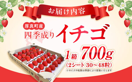2026年6月以降順次発送 四季成りイチゴ（キッツ信大BS8-9）700g 【株式会社キッツ】 [AXCC003-6] いちご 苺 北海道 夏 秋
