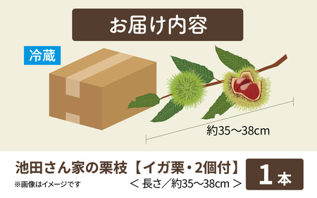 【先行予約】季節の花材 栗枝 1本（約35～38cm）【2025年9月下旬以降順次発送】/ フラワーアレンジ くり 
