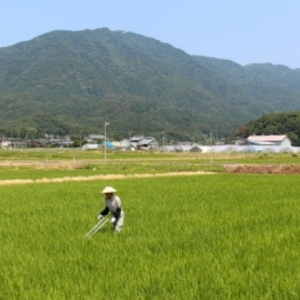 ＜乾燥米こうじ 500g×8袋＞弥彦村 石井農園 新潟県認証特別栽培米 コシヒカリ使用 | 米麹