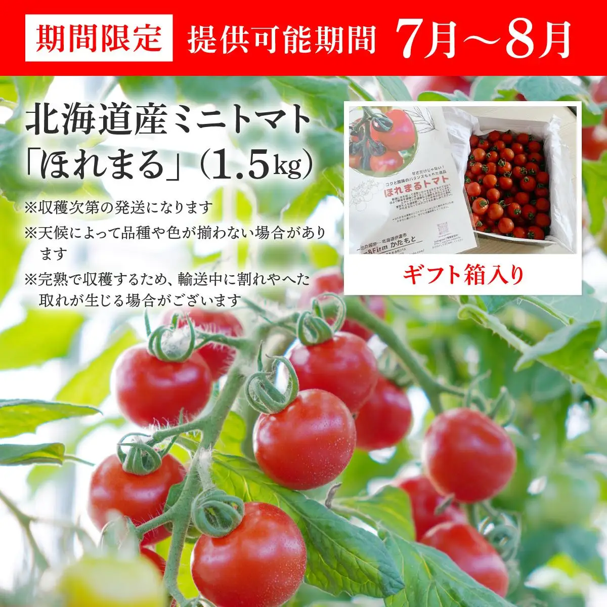 ＜先行予約＞ミニトマト ほれまる 1.5kg【ffk-001】
