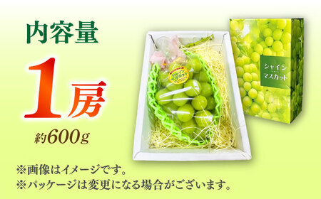 【先行予約】シャインマスカット 1房（約600g）【城 果樹園】[ZFD002]