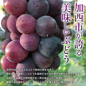 9月限定｜採れたて旬のぶどう 食べ比べ 約2kg（3～4房）シャインマスカット入り セット 詰め合わせ 産地直送 フルーツ 兵庫県 加西市