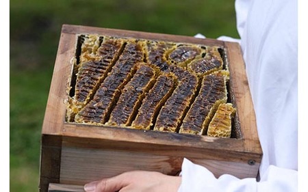 生 はちみつ 食べ比べ3点セット（プレーン/いちご/カカオ）ハチミツ